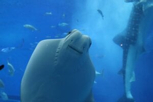 美ら海水族館 Okinawa Churaumi Aquarium