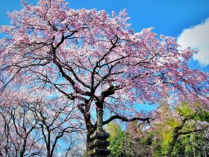 京都 桜 kyoto sakura