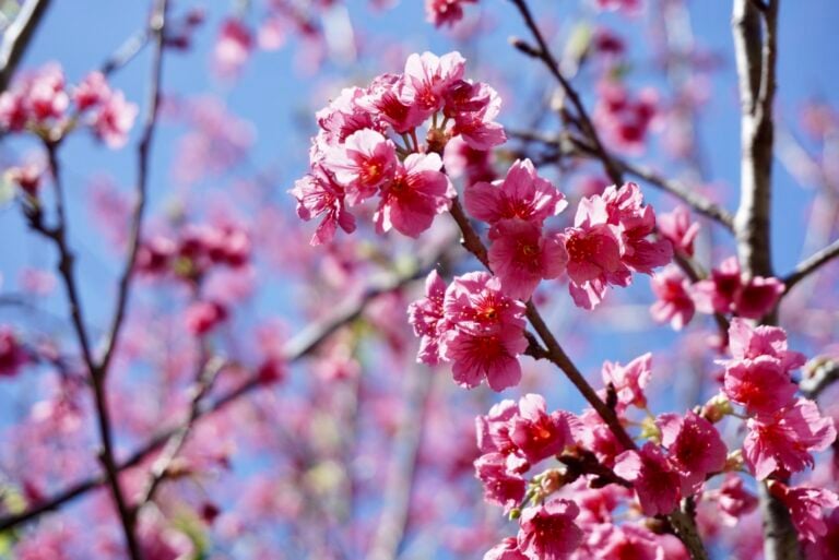 八重山諸島の気候【12月〜5月】｜おすすめの服装と特徴