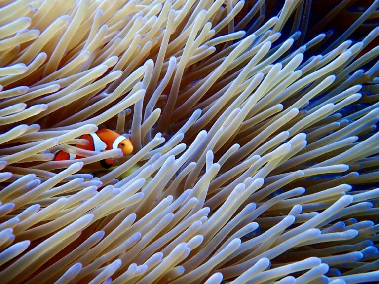 西表島で見られるクマノミ＜6種類＞ニモに会える！