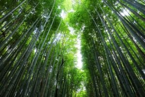 京都 竹林 Kyoto bamboo forest