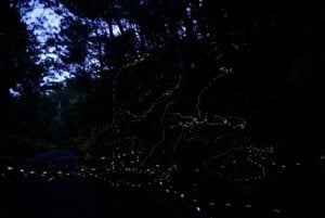 ヤエヤマヒメボタル Yaeyamahime firefly 西表島