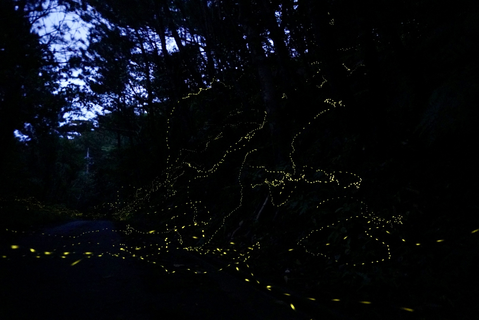 ヤエヤマヒメボタル Yaeyamahime firefly 西表島